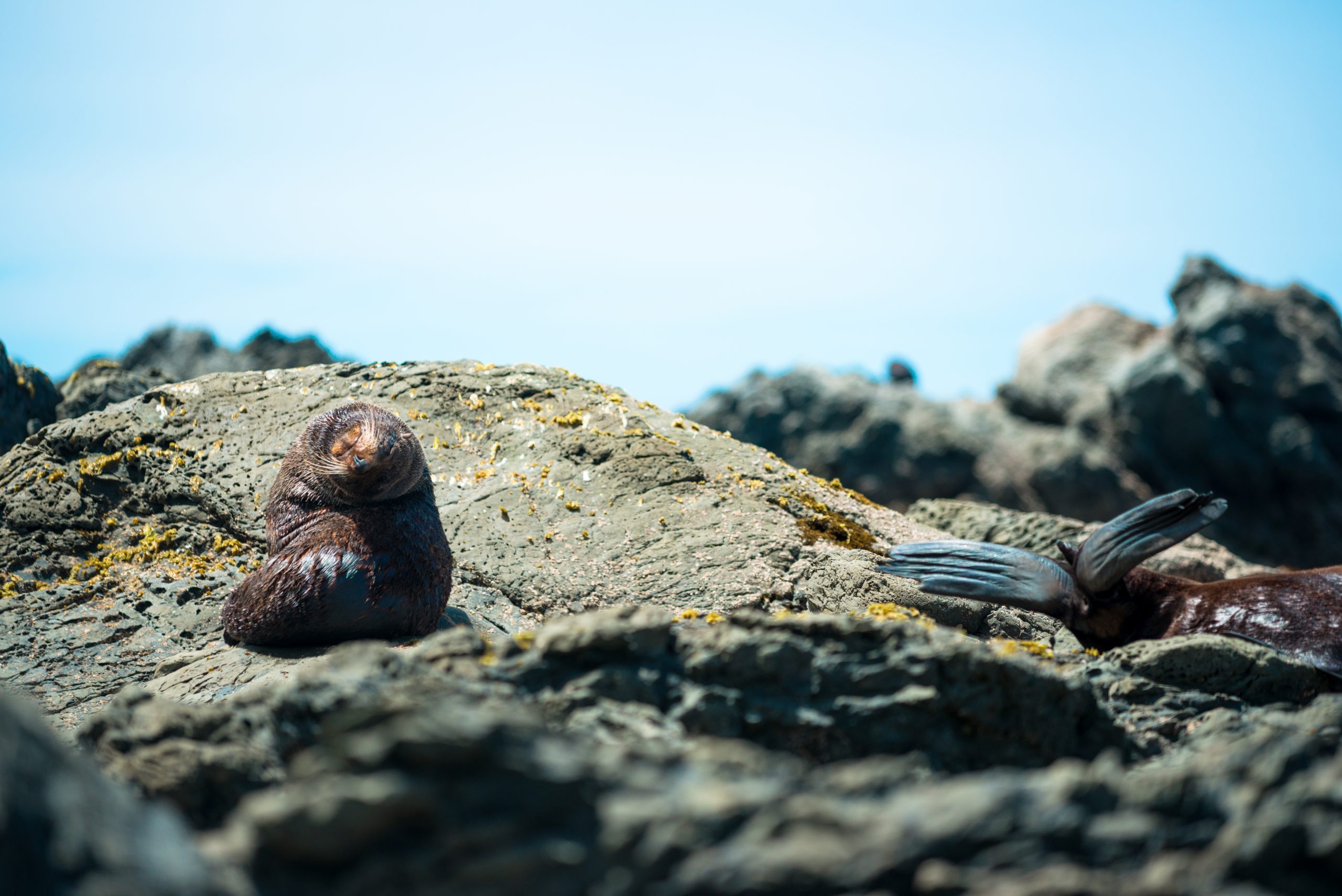 Two seals on rocks, one twisting its head upsidedown