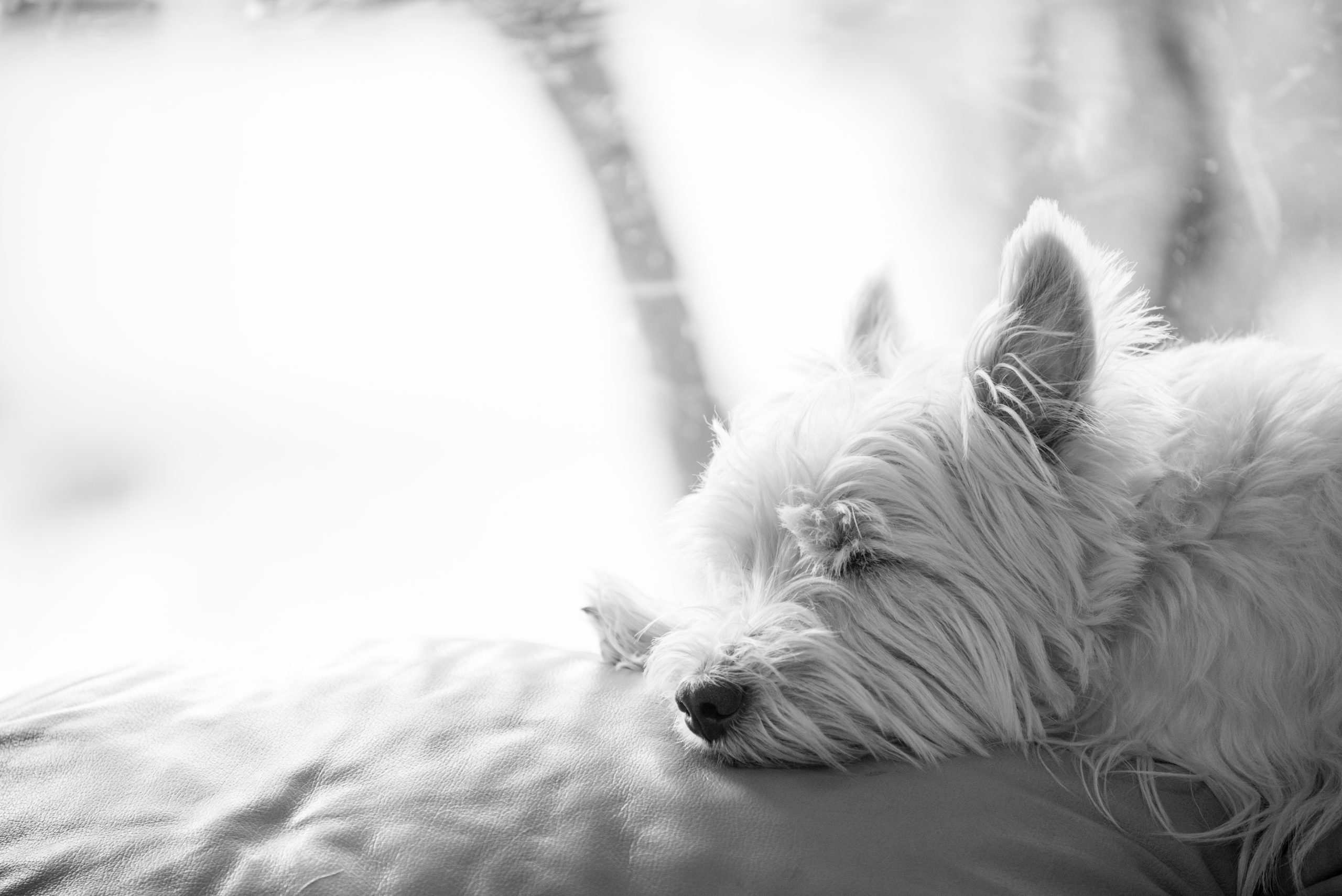Black and white photo of a dog sleeping on a couch